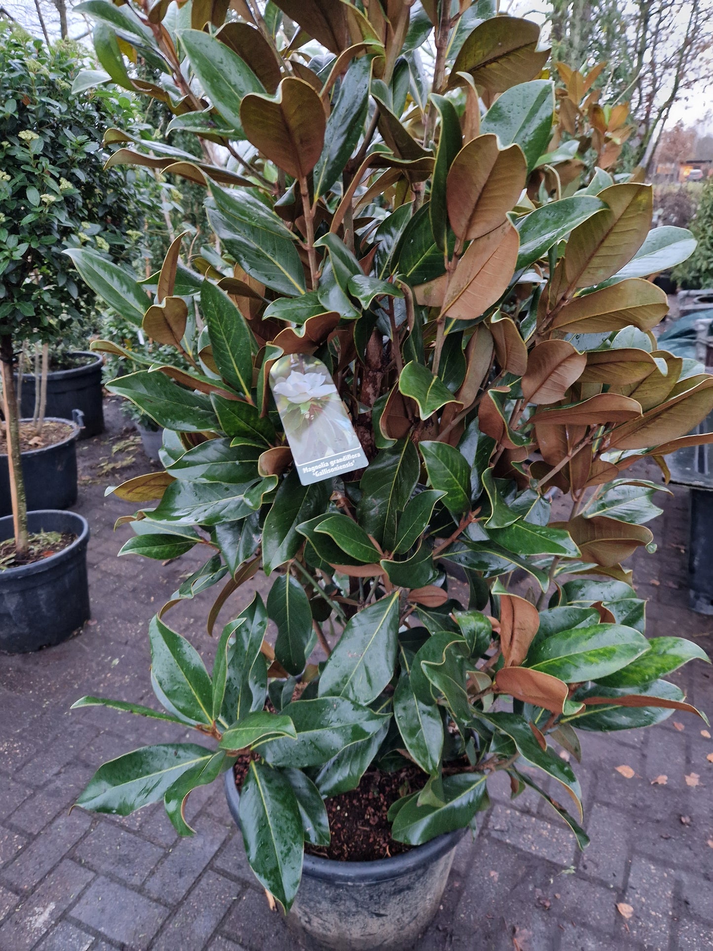 Magnolia Grandiflora Galissonniere 175-200cm