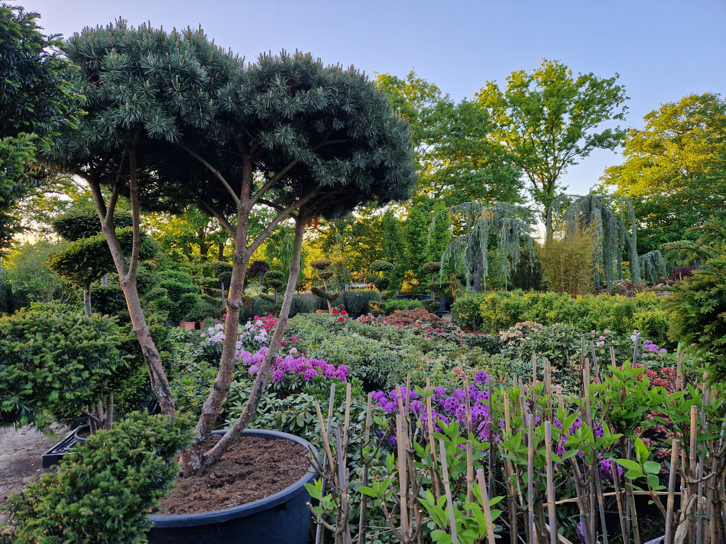Pinus sylvestris Watereri scherm paraplu