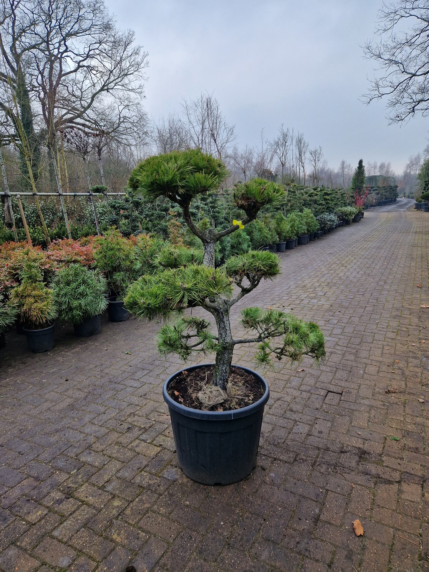 Pinus sylvestris Bonsai 1.7