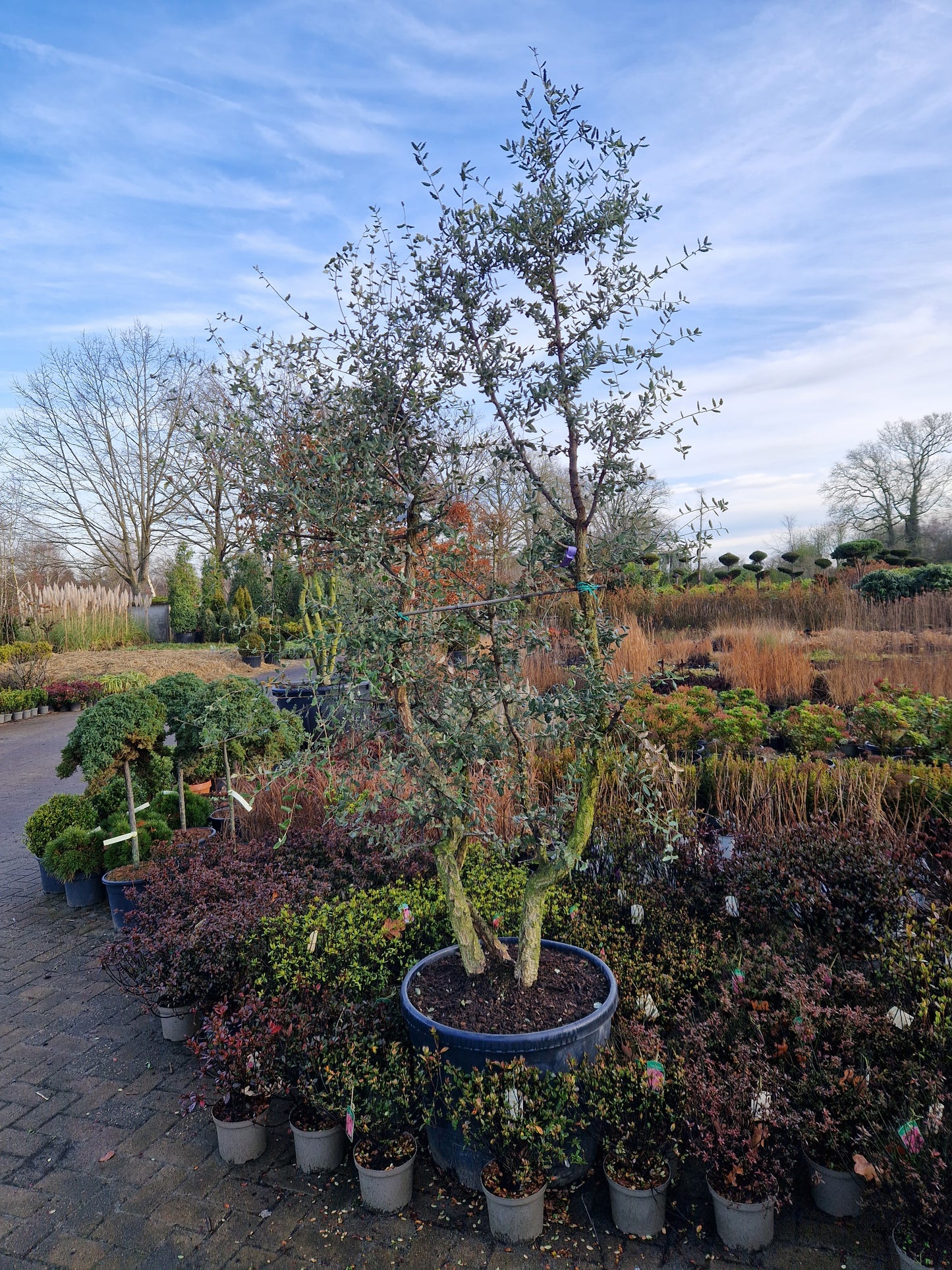 Quercus suber kurkeik meerstam XXL