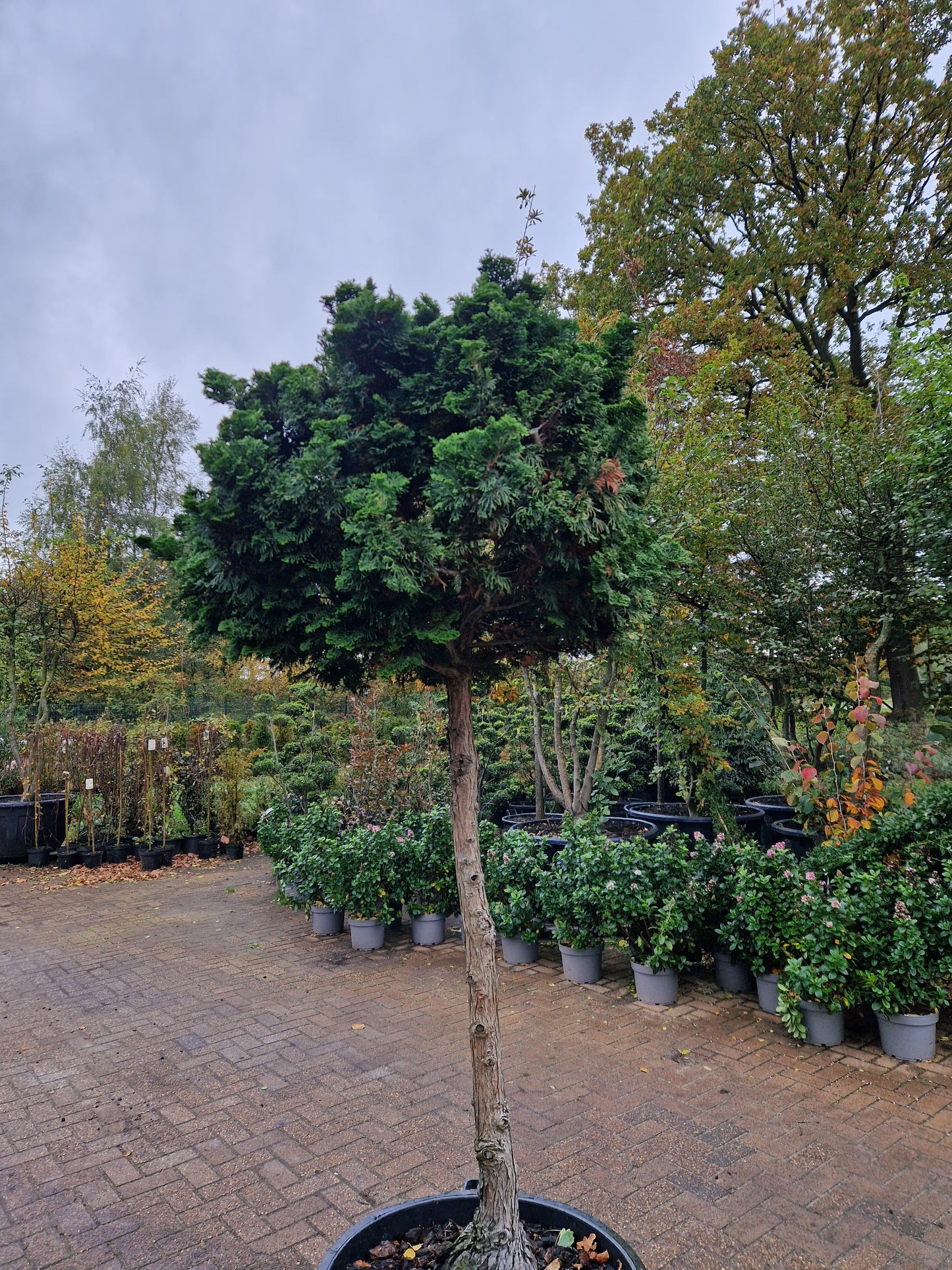 Dwergcypres Chamaecyparis obtusa Nana Gracilis op stam