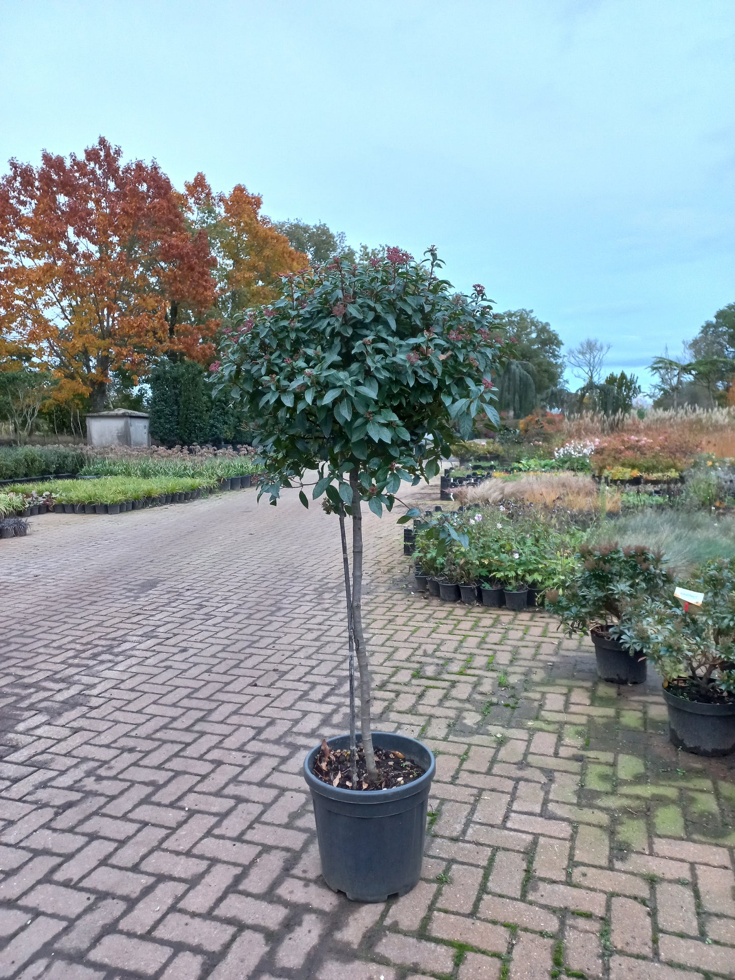 Bol viburnum tinus Eve price op stam sneeuwbal