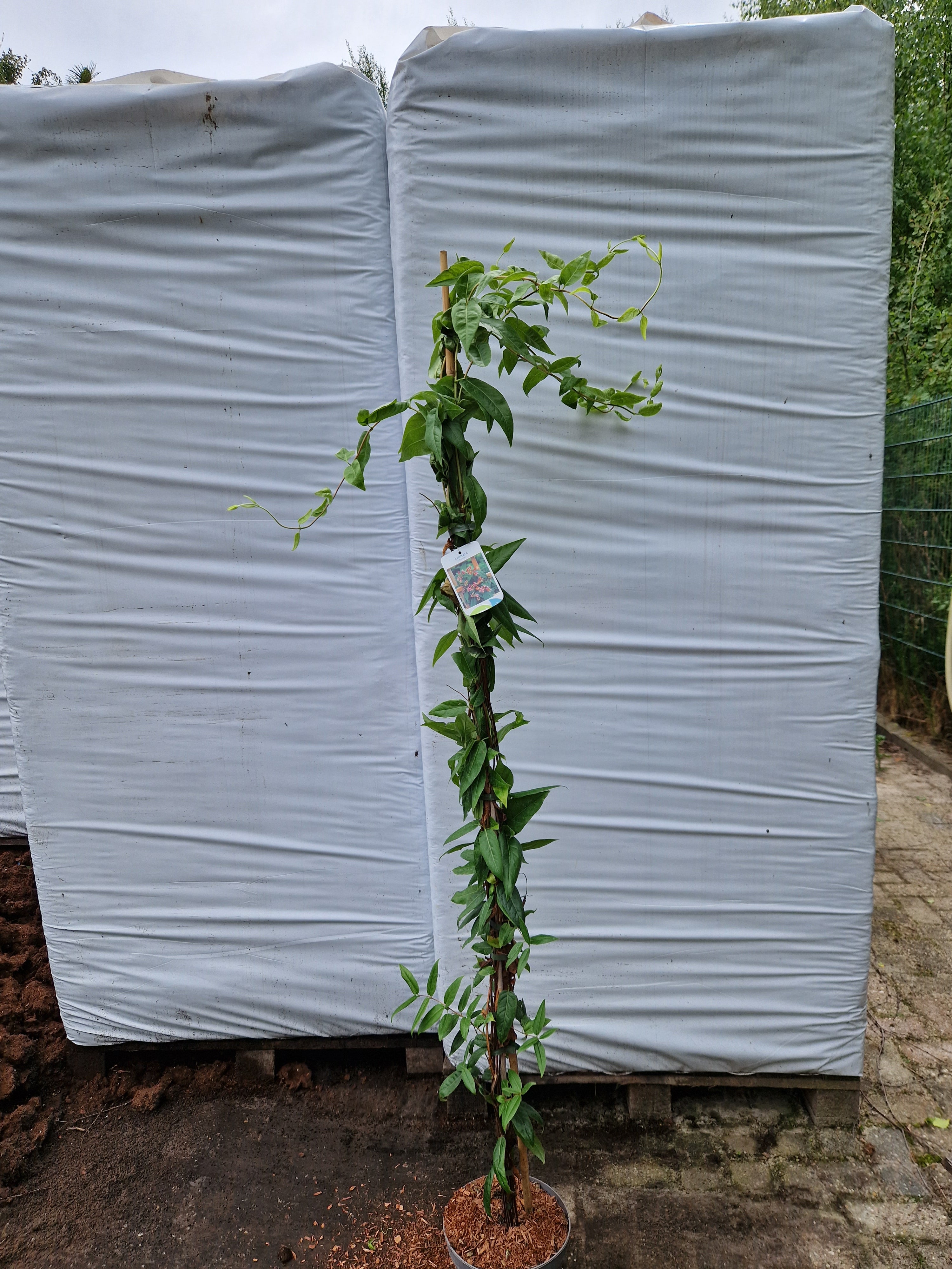 Lonicera Henryi Kamperfoelie 160 180cm Klimplant Tuinplantkopen lonicera-henryi-kamperfoelie-160-180cm-klimplant-tuinplantkopen