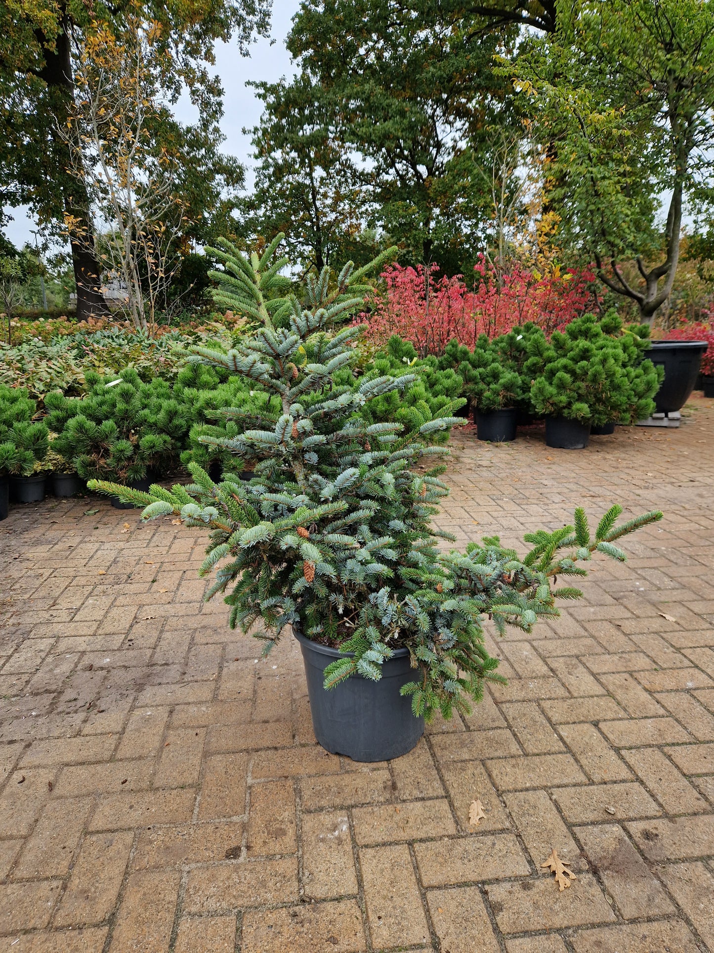 Picea bicolor Japanse spar 80-90cm