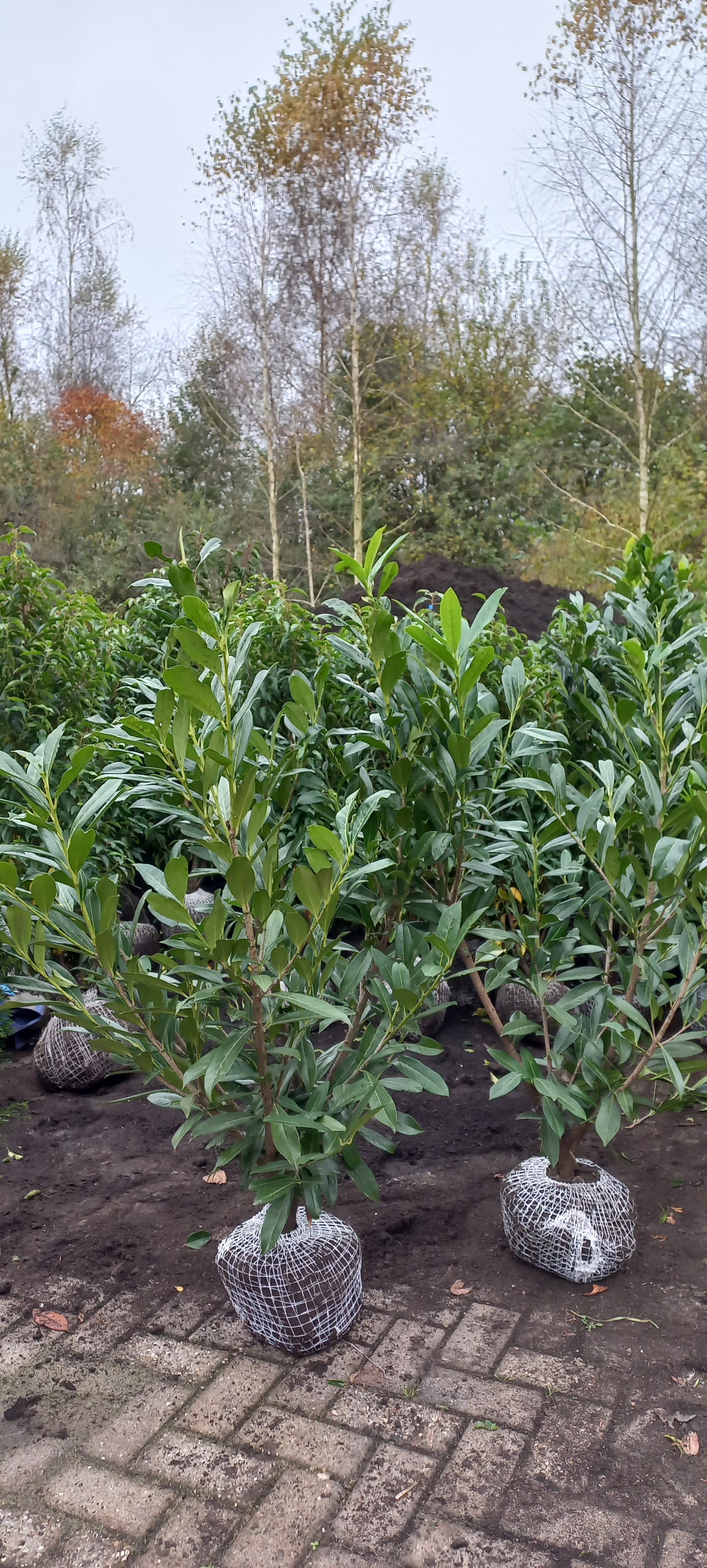 Prunus l. Caucasica Laurier Kluit okt-april