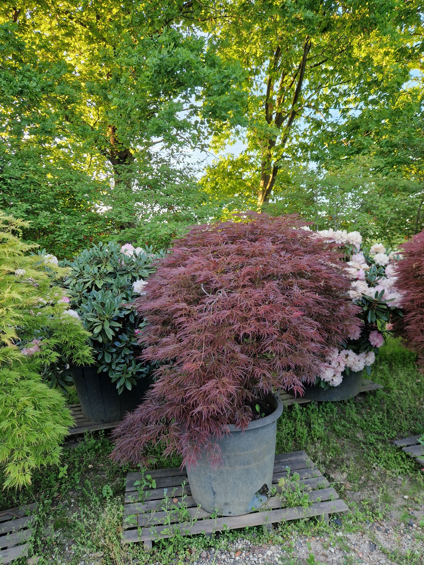 Japanse esdoorn rood