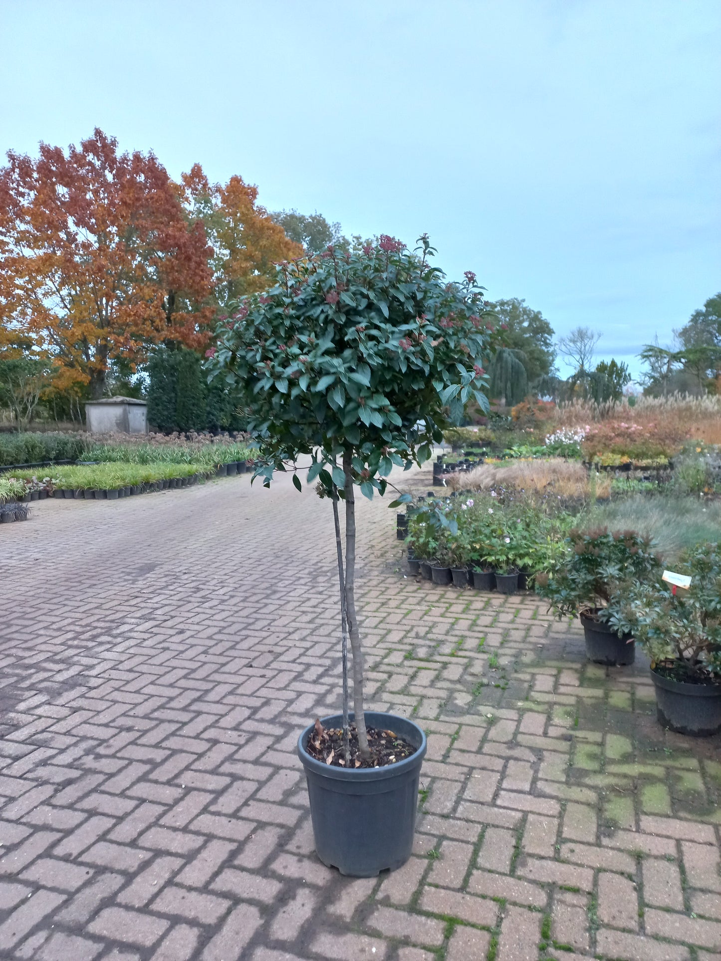 Bol viburnum tinus Eve price op stam sneeuwbal