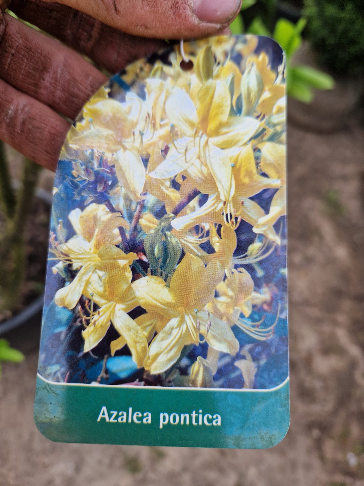 Azalea hybride Pontica XXL Geel