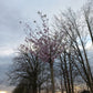 Prunus Subh. Autumnalis Sierkers hoogstam 200cm