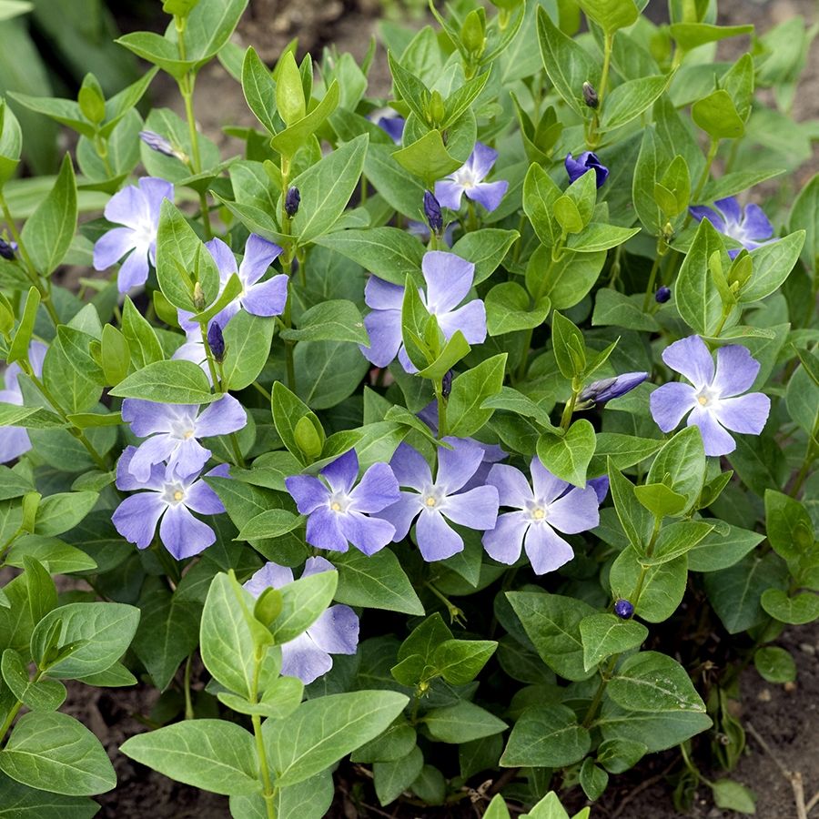 Vinca Major Maagdenpalm 2liter