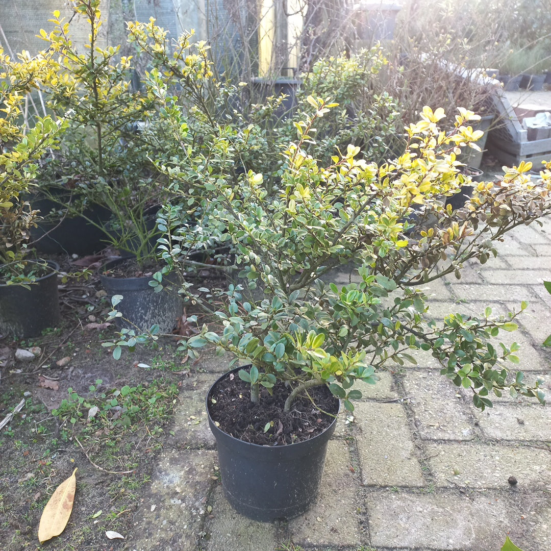 Ilex crenata Golden Gem japanse hulst