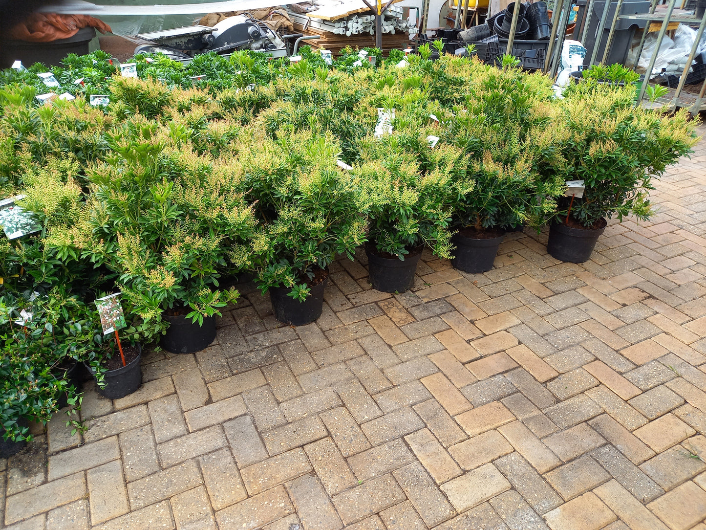 Pieris Japonica 6 Soorten rotsheide