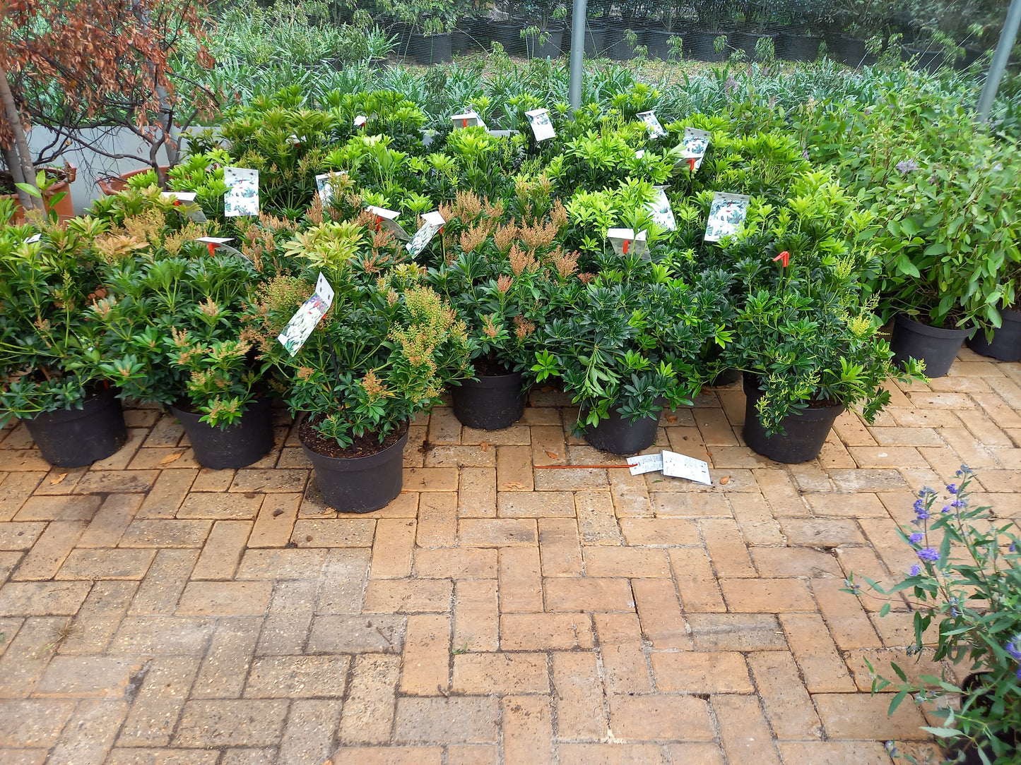 Pieris Japonica 6 Soorten rotsheide