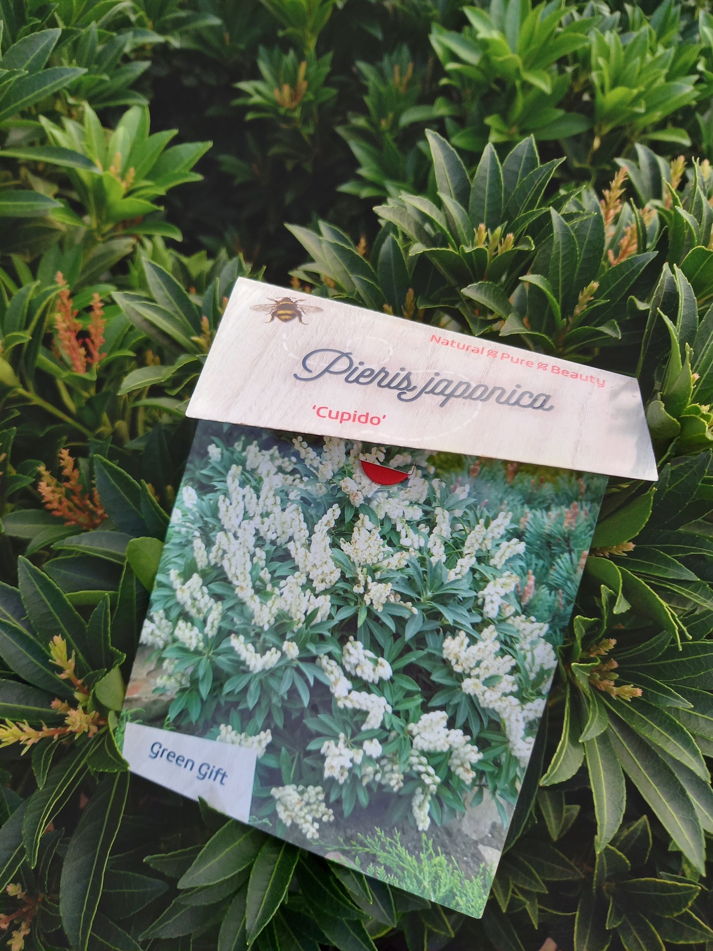 Pieris Japonica 6 Soorten rotsheide