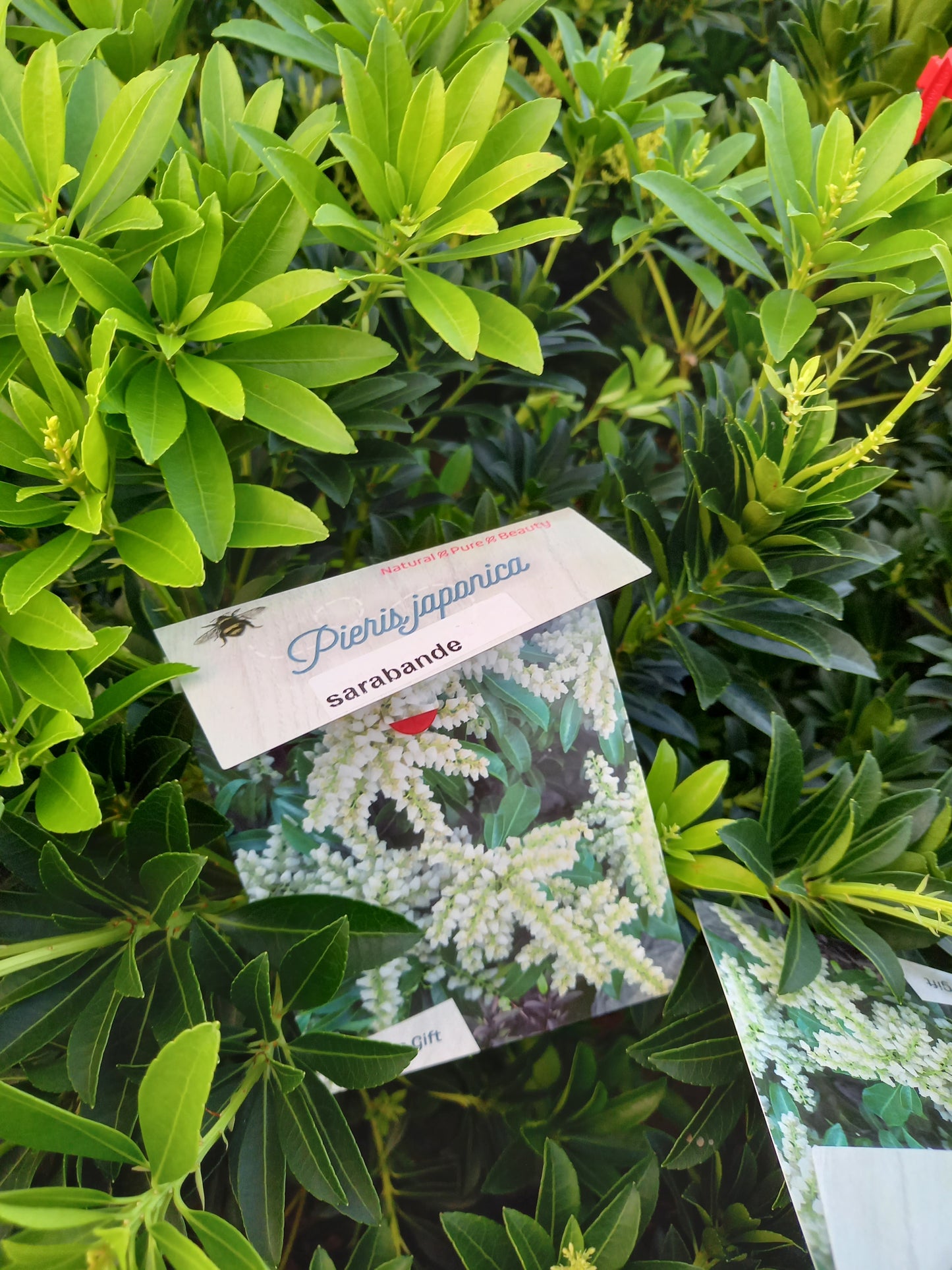 Pieris Japonica 6 Soorten rotsheide