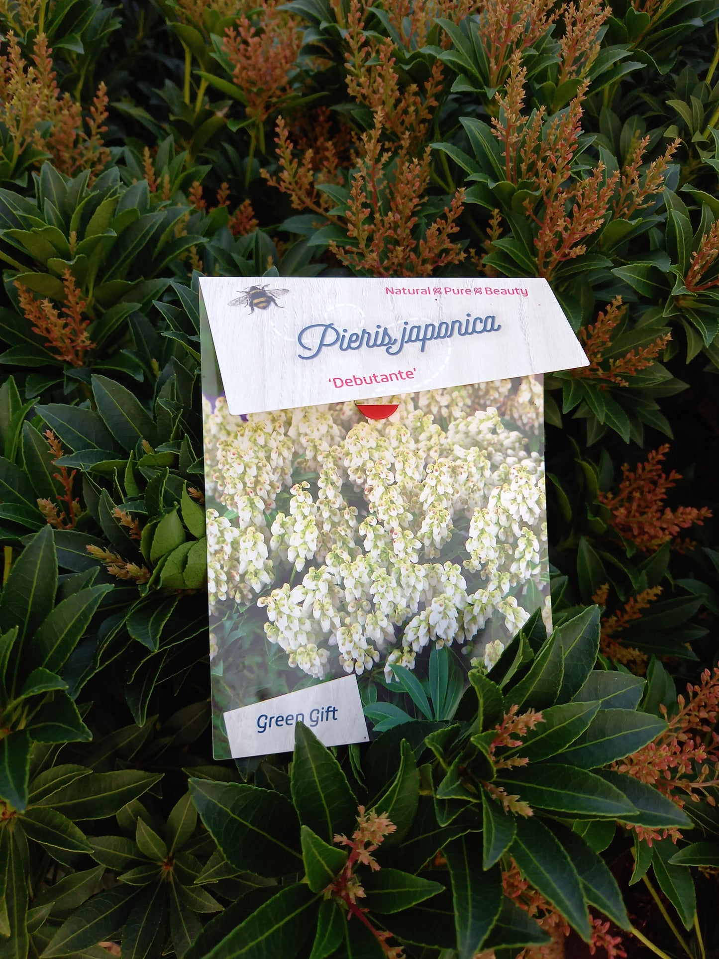 Pieris Japonica 6 Soorten rotsheide