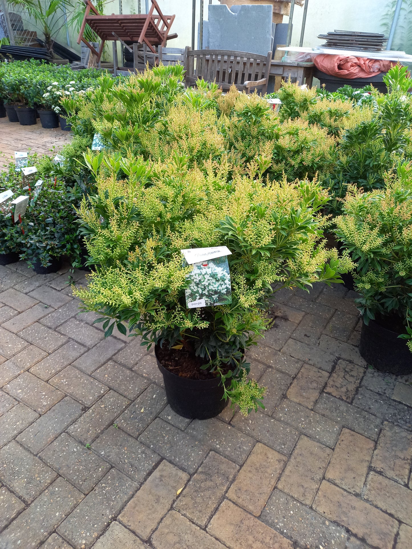 Pieris Japonica 6 Soorten rotsheide