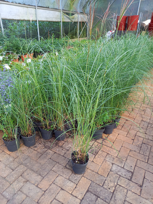 Miscanthus sinenis Gracilimus