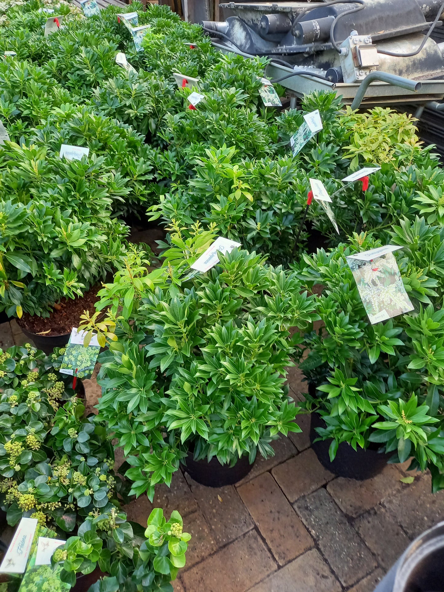 Pieris Japonica 6 Soorten rotsheide