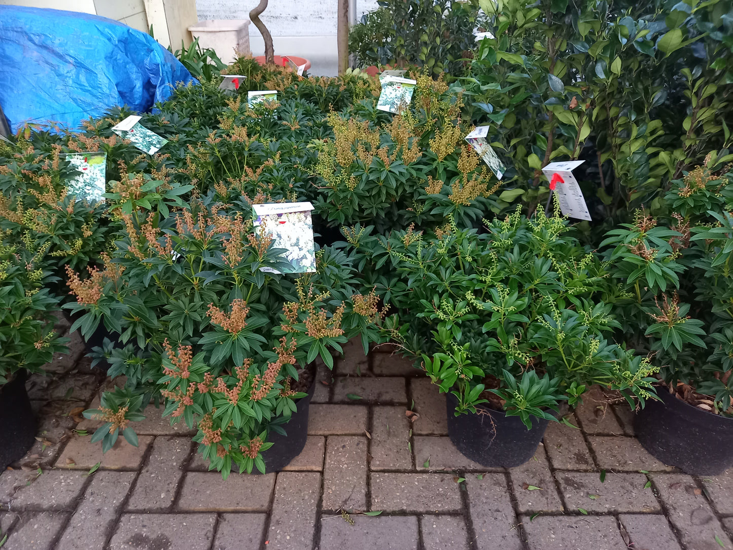 Pieris Japonica 6 Soorten rotsheide