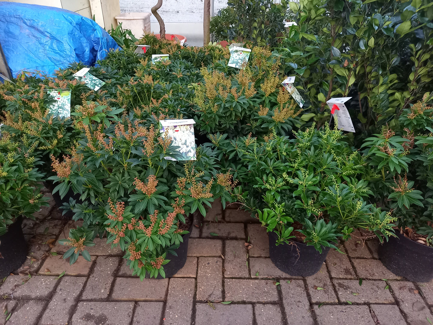 Pieris Japonica 6 Soorten rotsheide