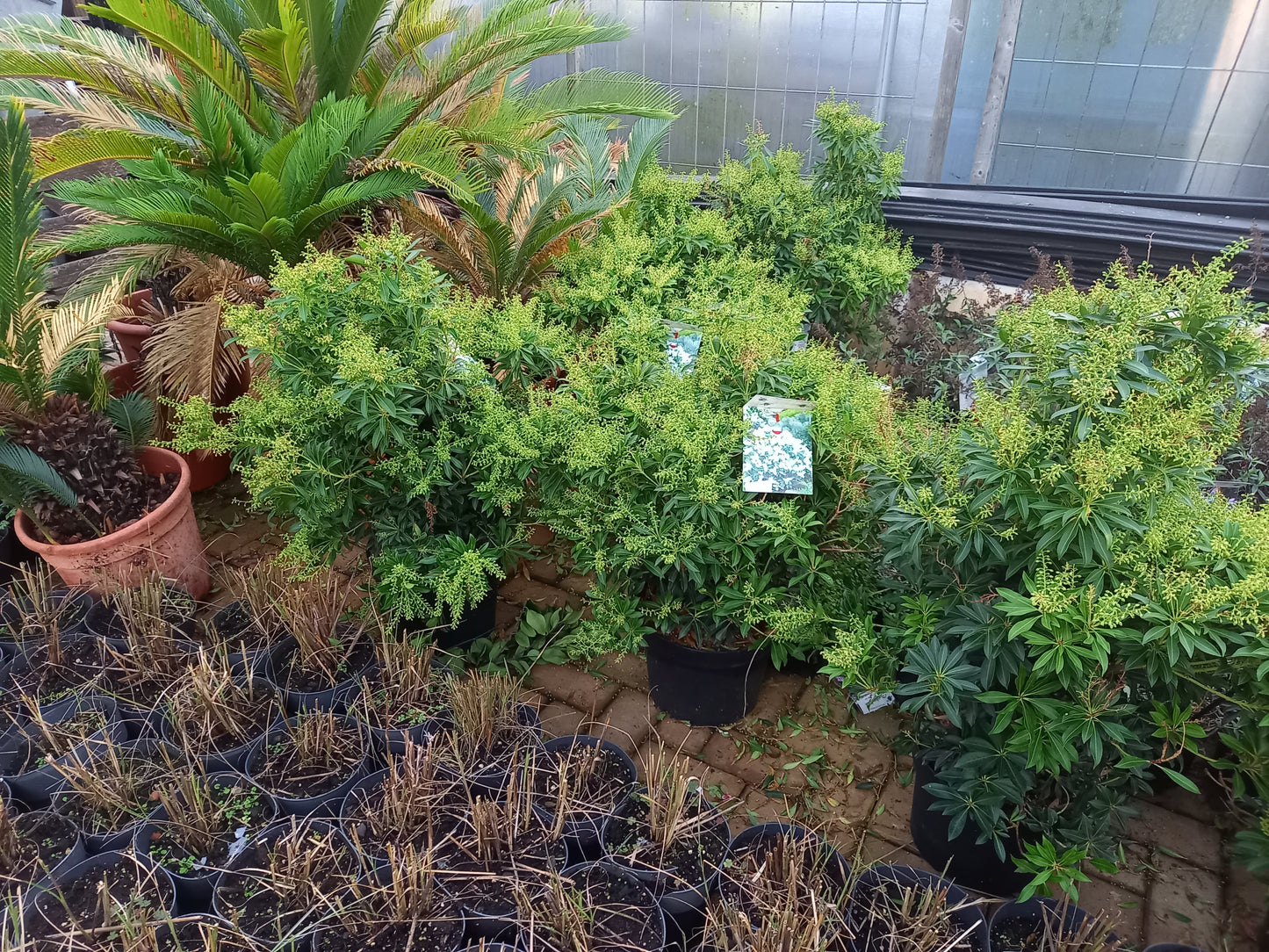Pieris Japonica 6 Soorten rotsheide