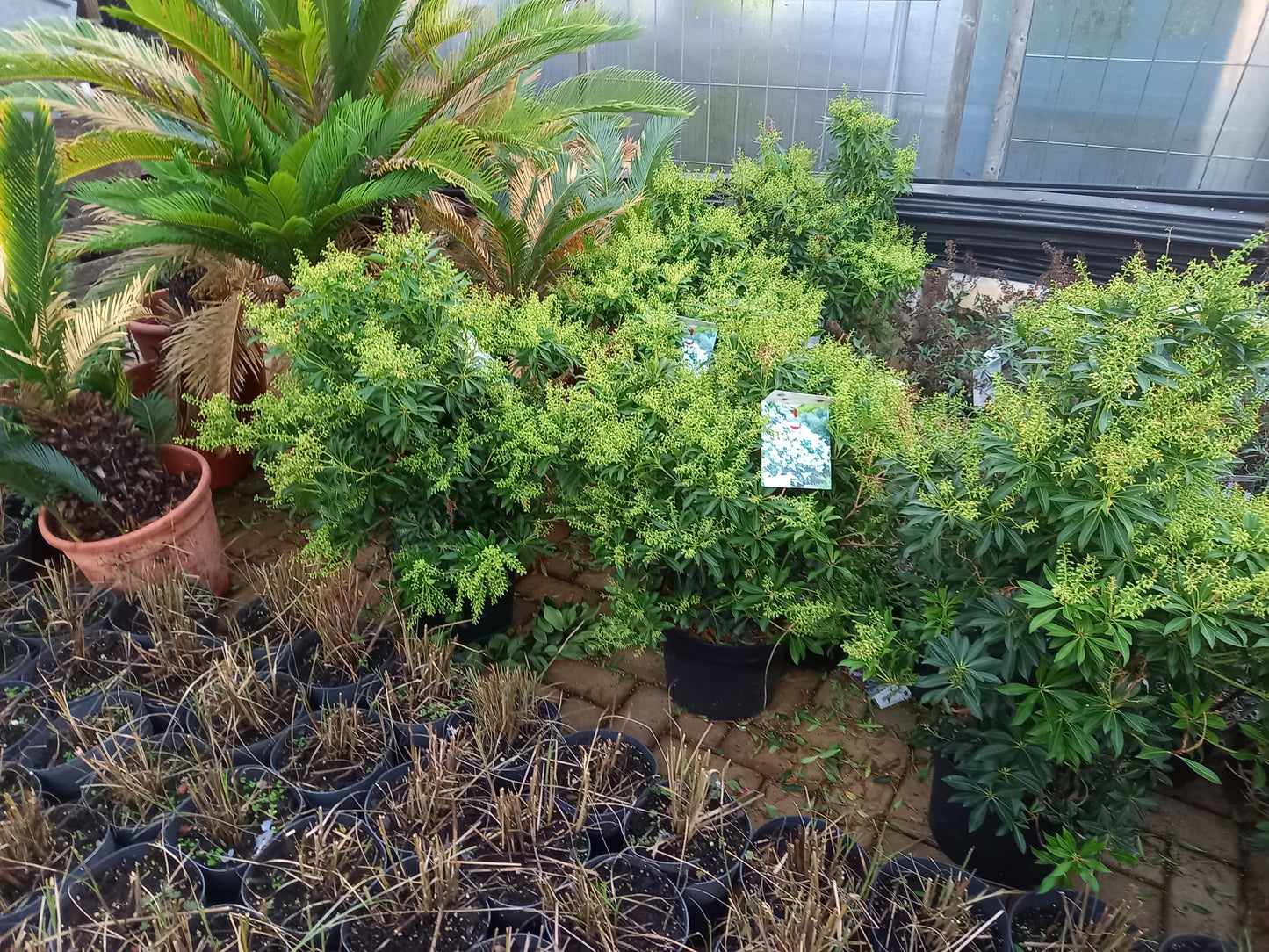 Pieris Japonica 6 Soorten rotsheide