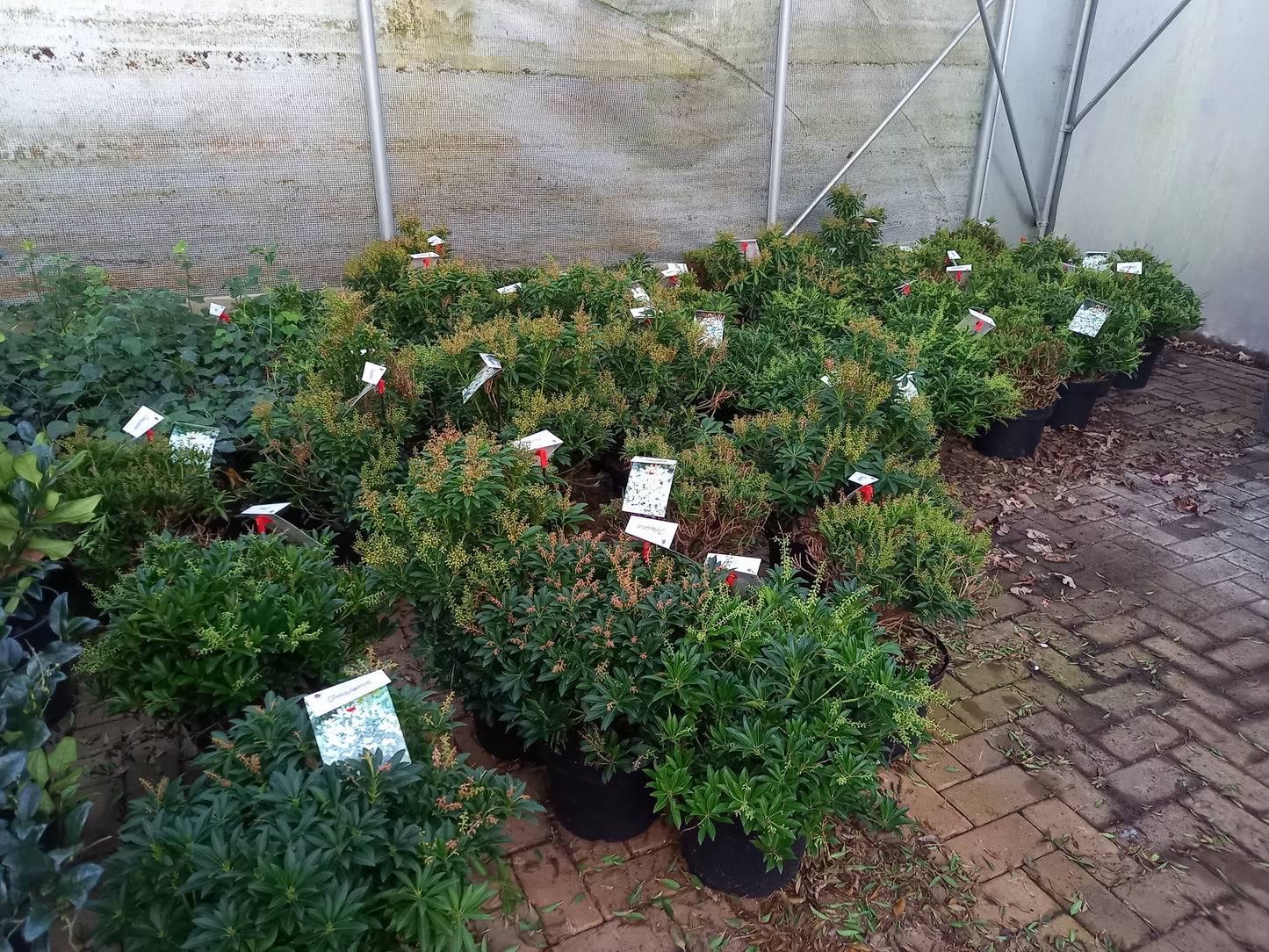 Pieris Japonica 6 Soorten rotsheide