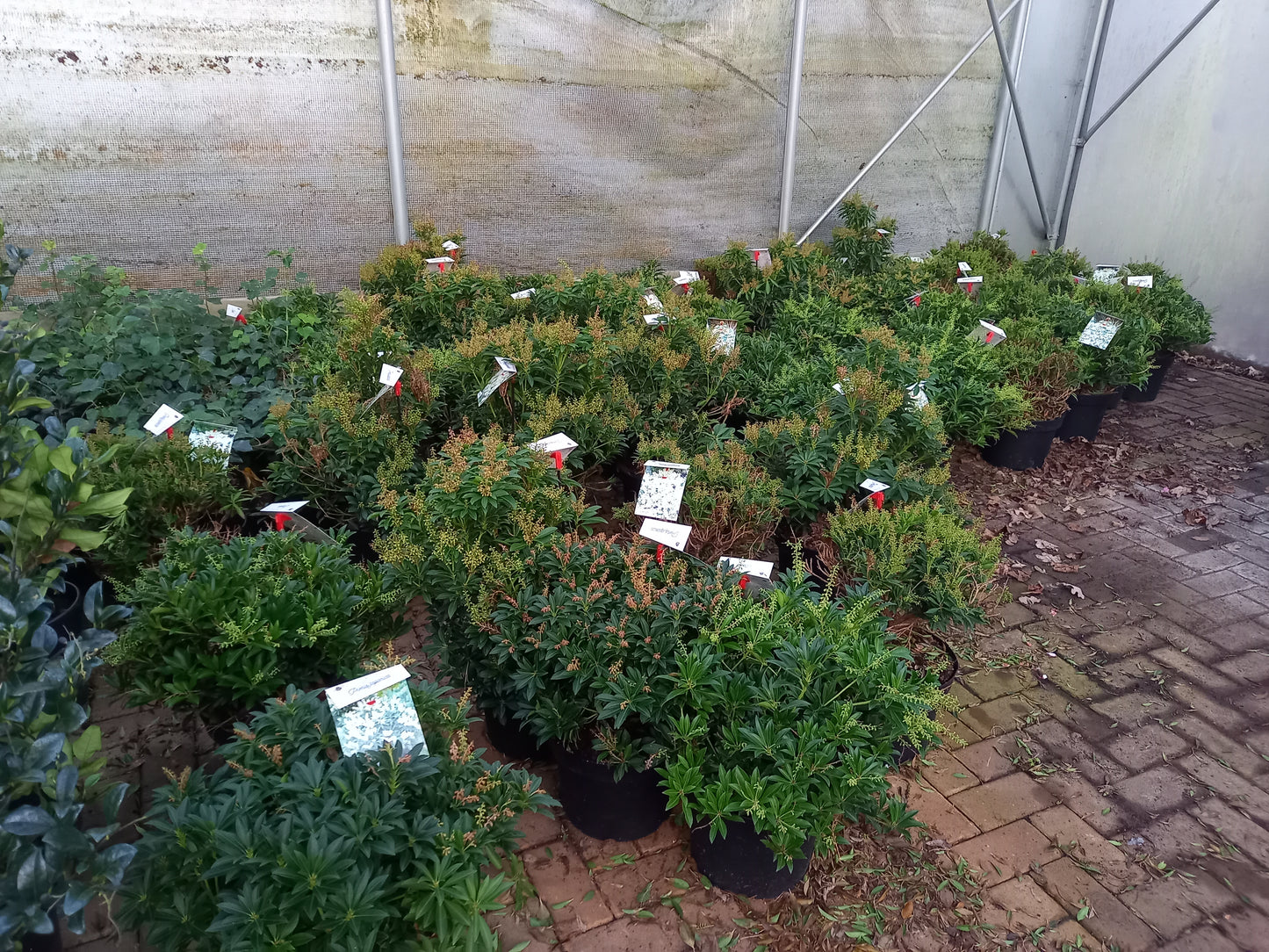 Pieris Japonica 6 Soorten rotsheide