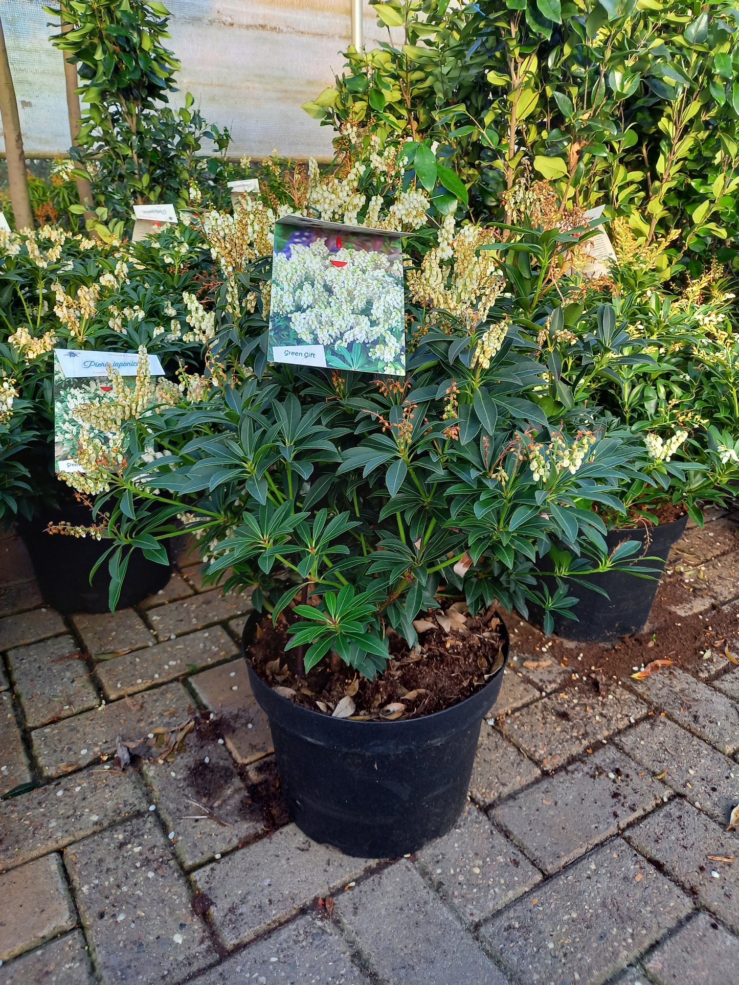Pieris Japonica 6 Soorten rotsheide