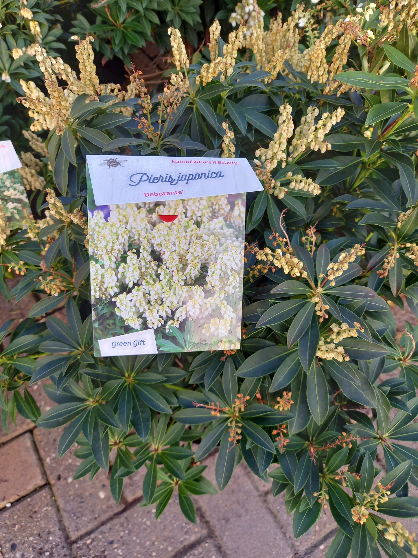 Pieris Japonica 6 Soorten rotsheide