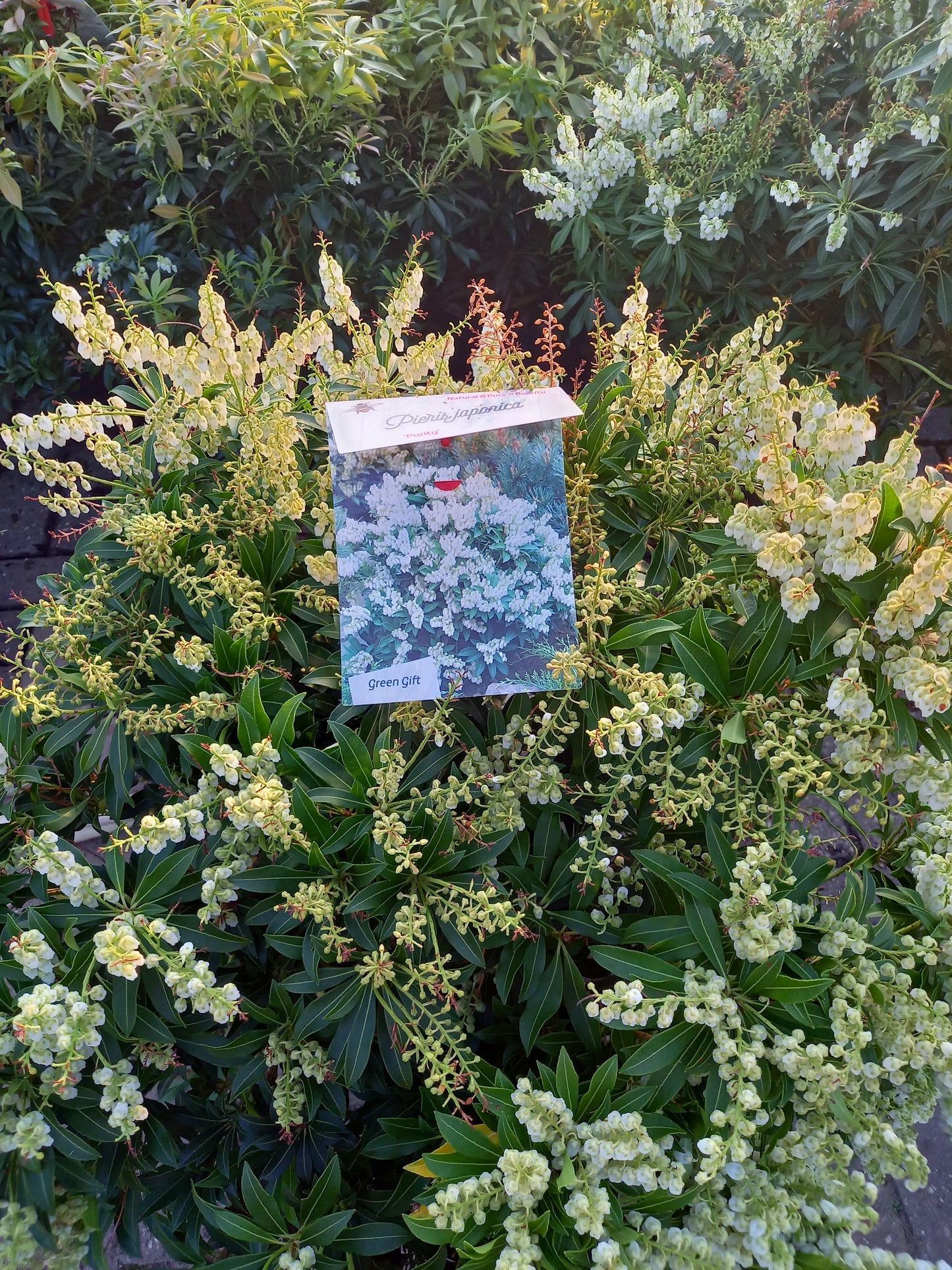 Pieris Japonica 6 Soorten rotsheide