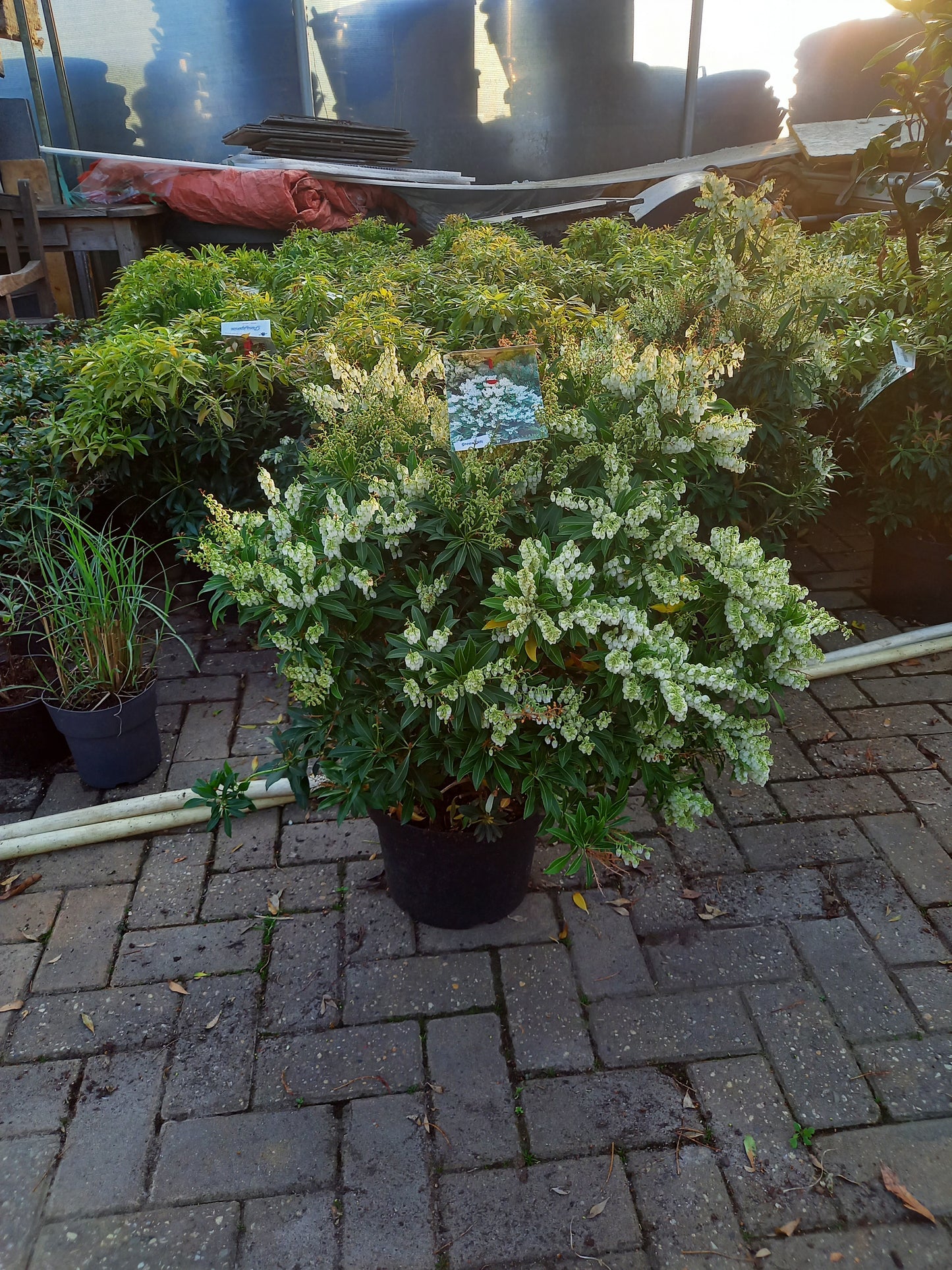 Pieris Japonica 6 Soorten rotsheide
