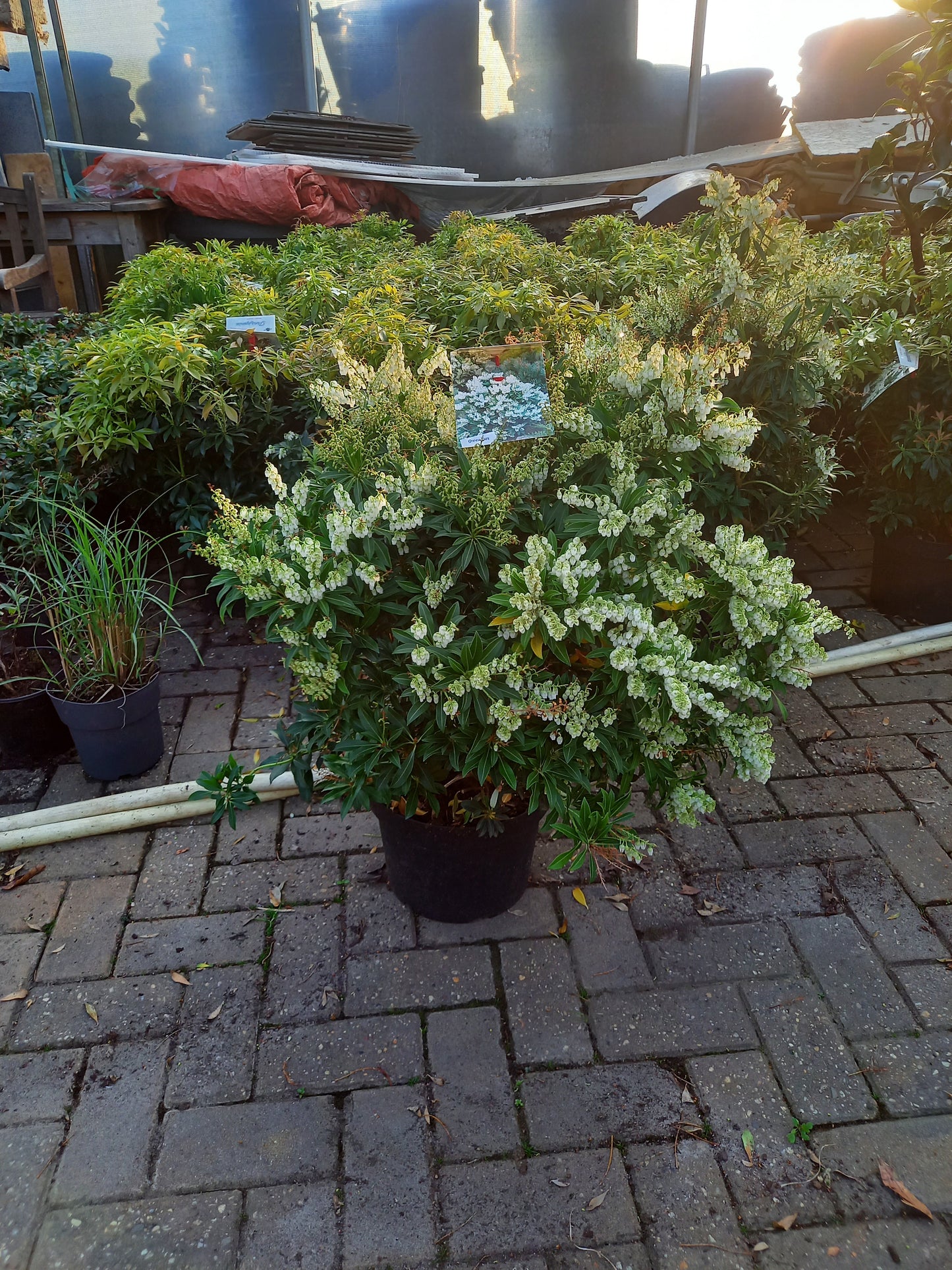 Pieris Japonica 6 Soorten rotsheide