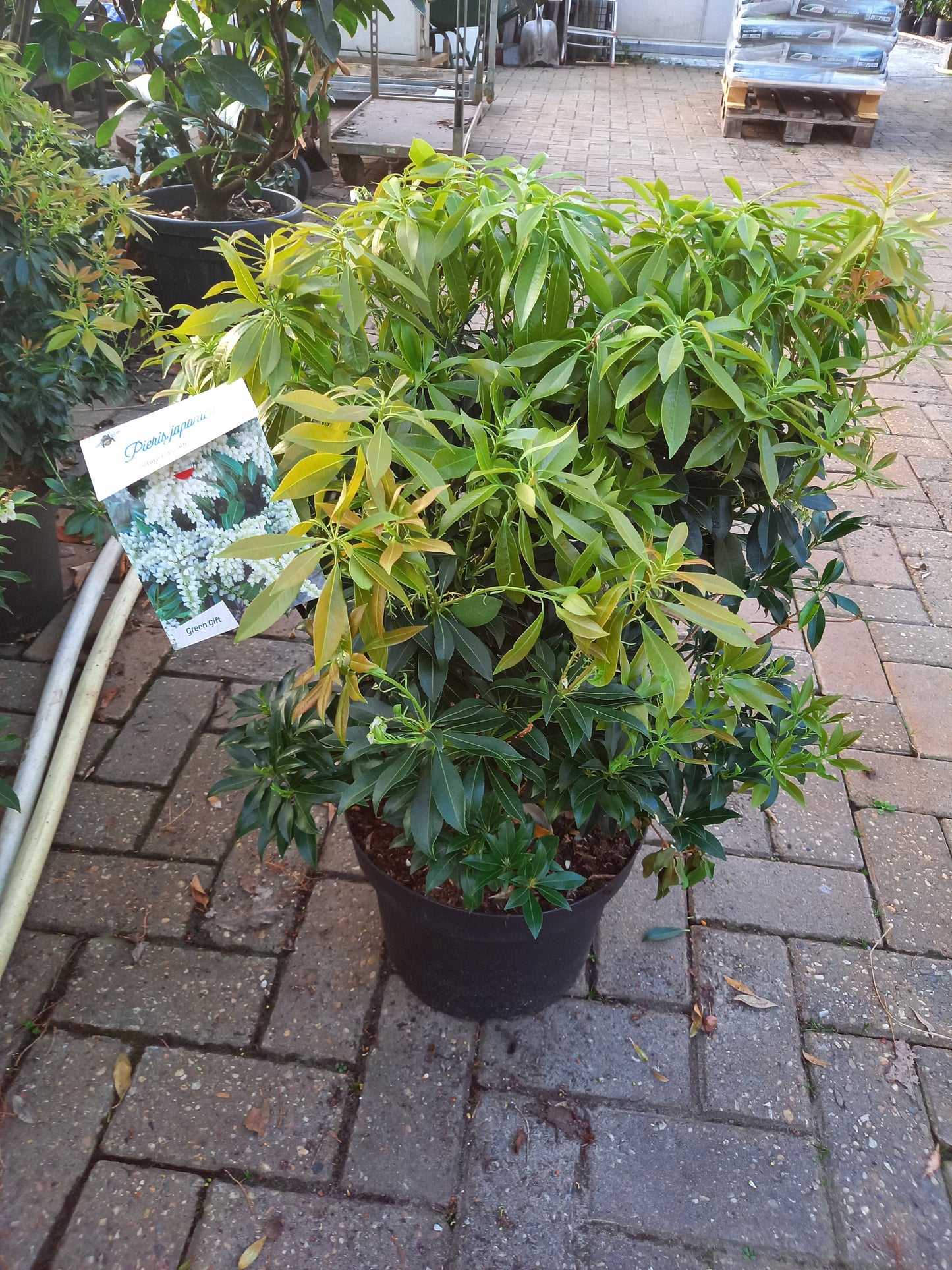 Pieris Japonica 6 Soorten rotsheide