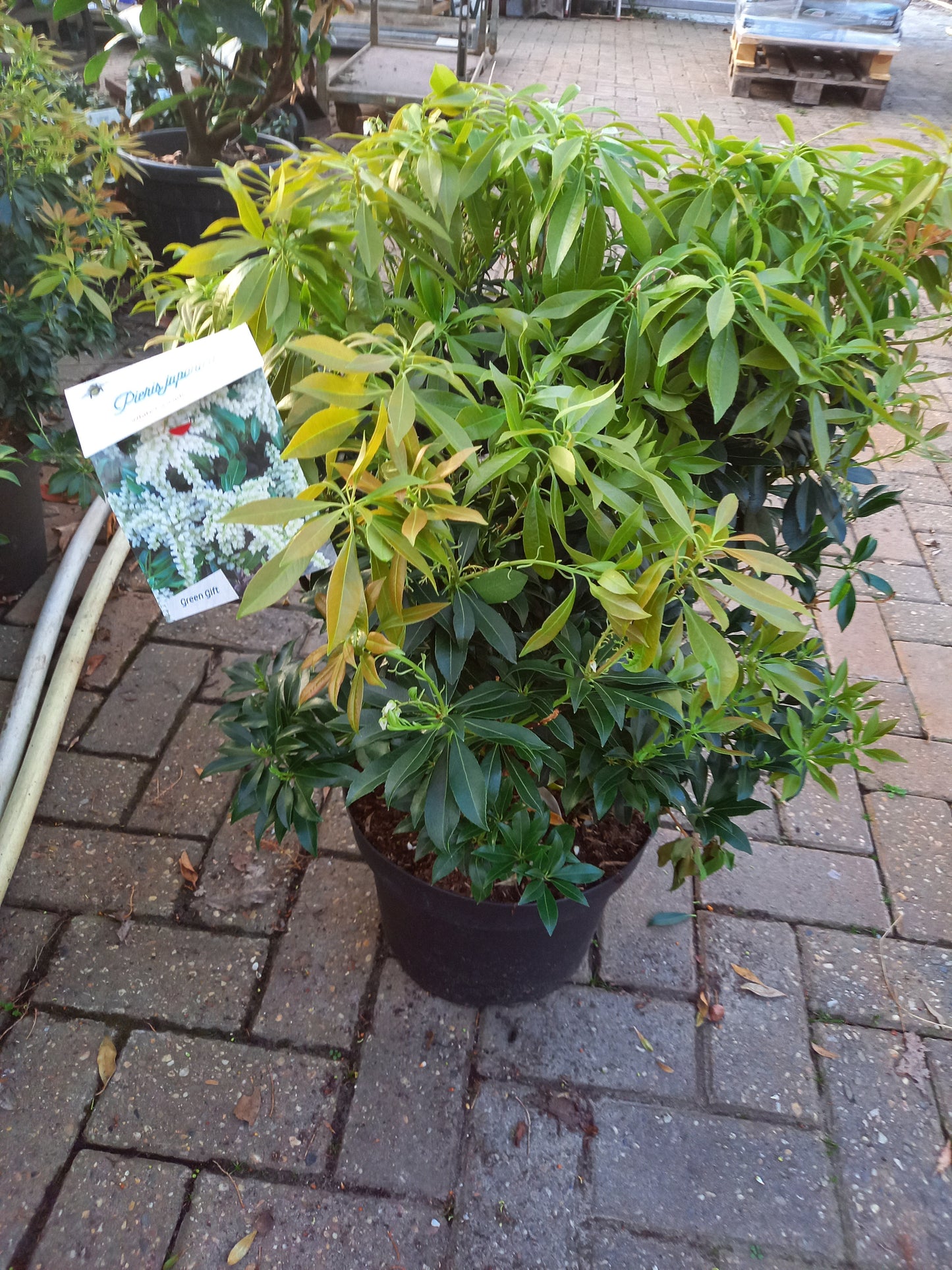 Pieris Japonica 6 Soorten rotsheide