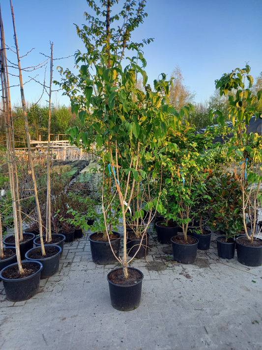 Heptacodium miconioides zevenzonenboom