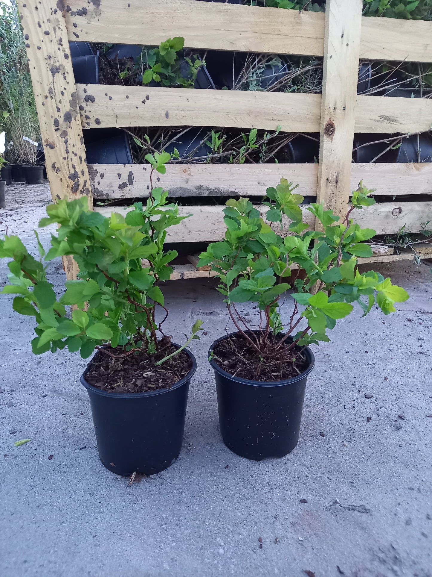 Spirea densiflora