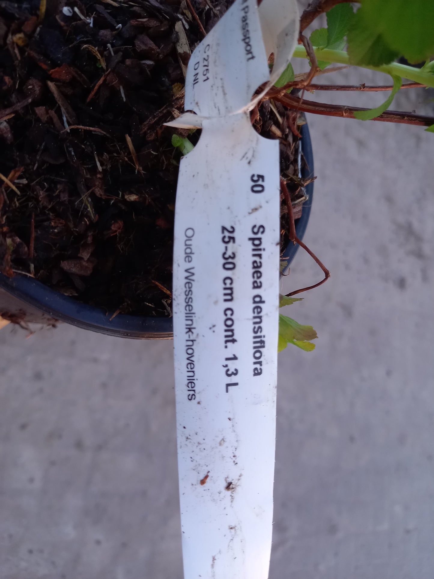 Spirea densiflora