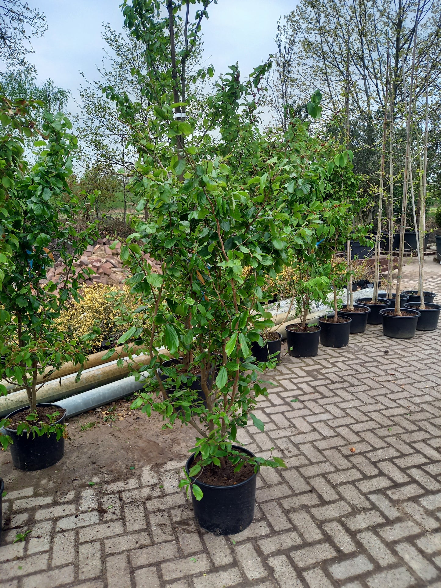 Parrotia persica vannesa perzisch ijzerhout