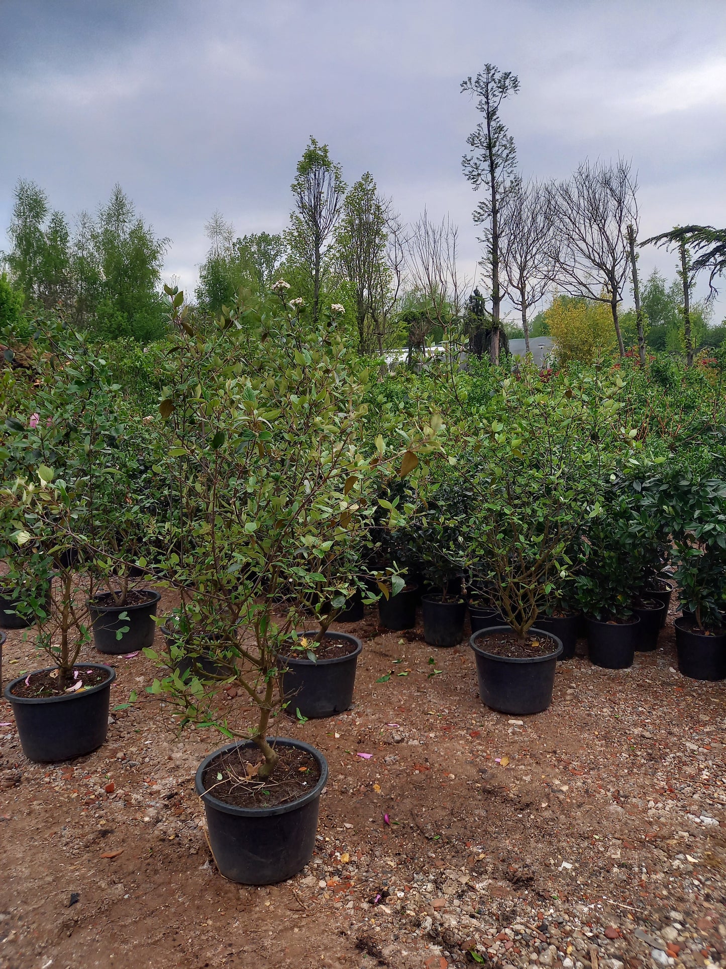 Viburnum burkwoodii sneeuwbal