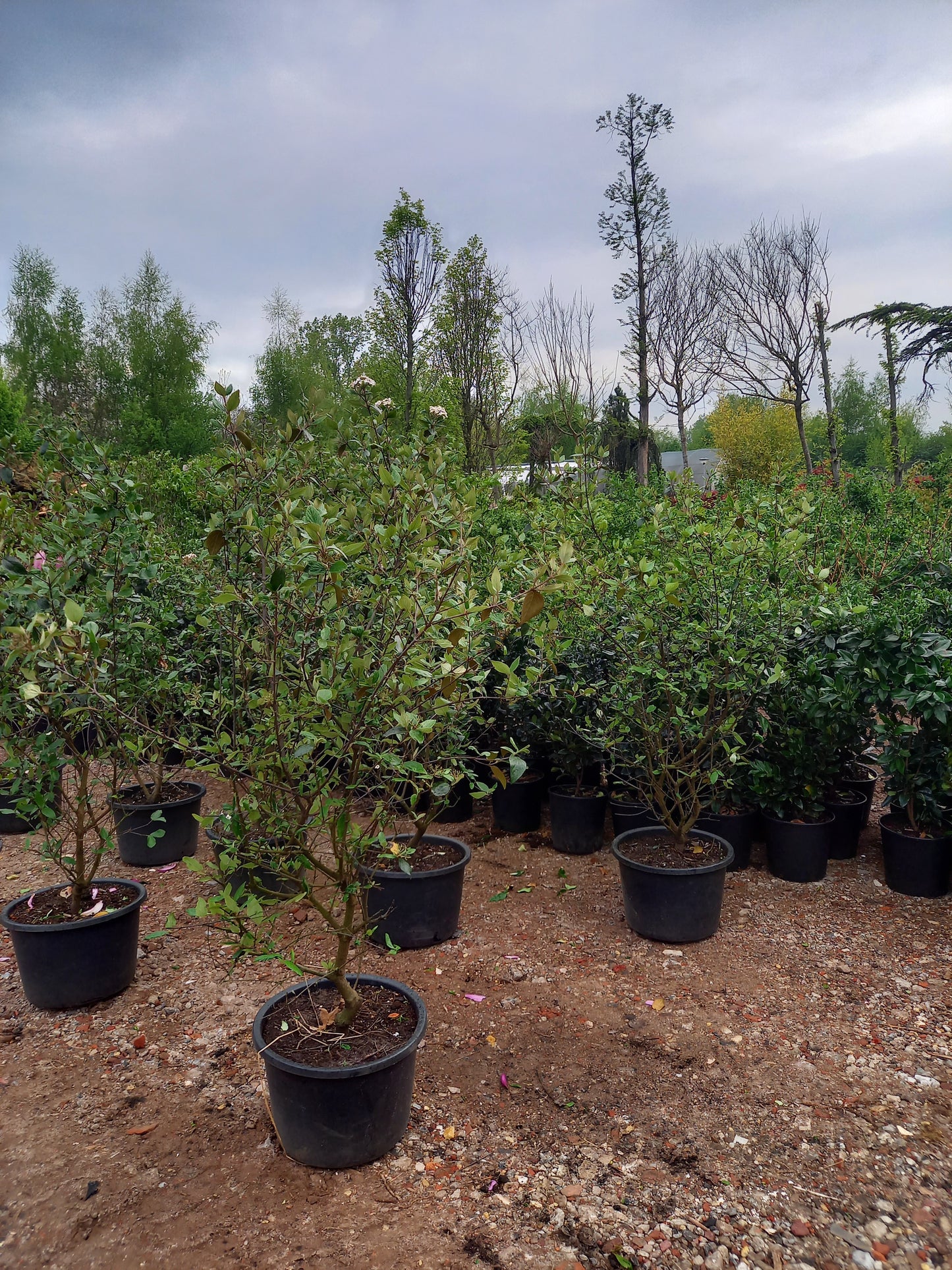 Viburnum burkwoodii sneeuwbal
