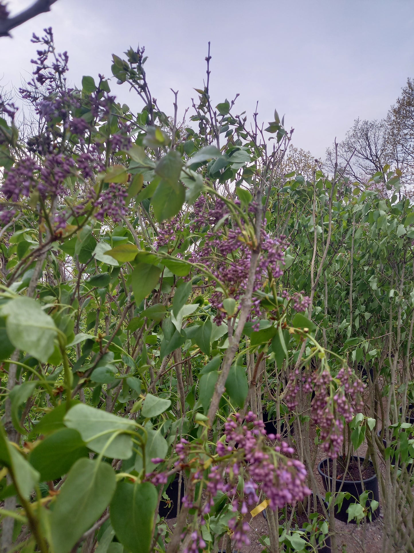 Sering Syringa vulgaris