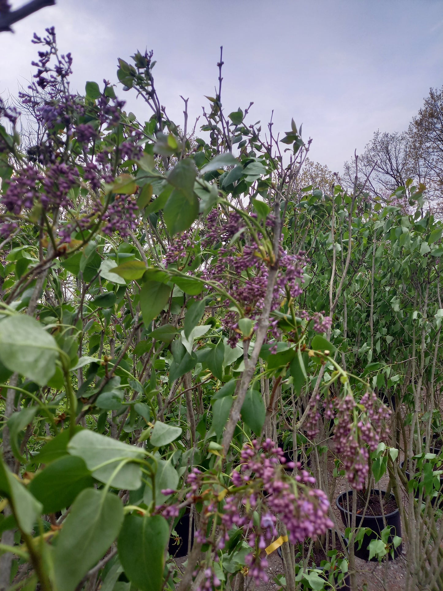 Sering Syringa vulgaris