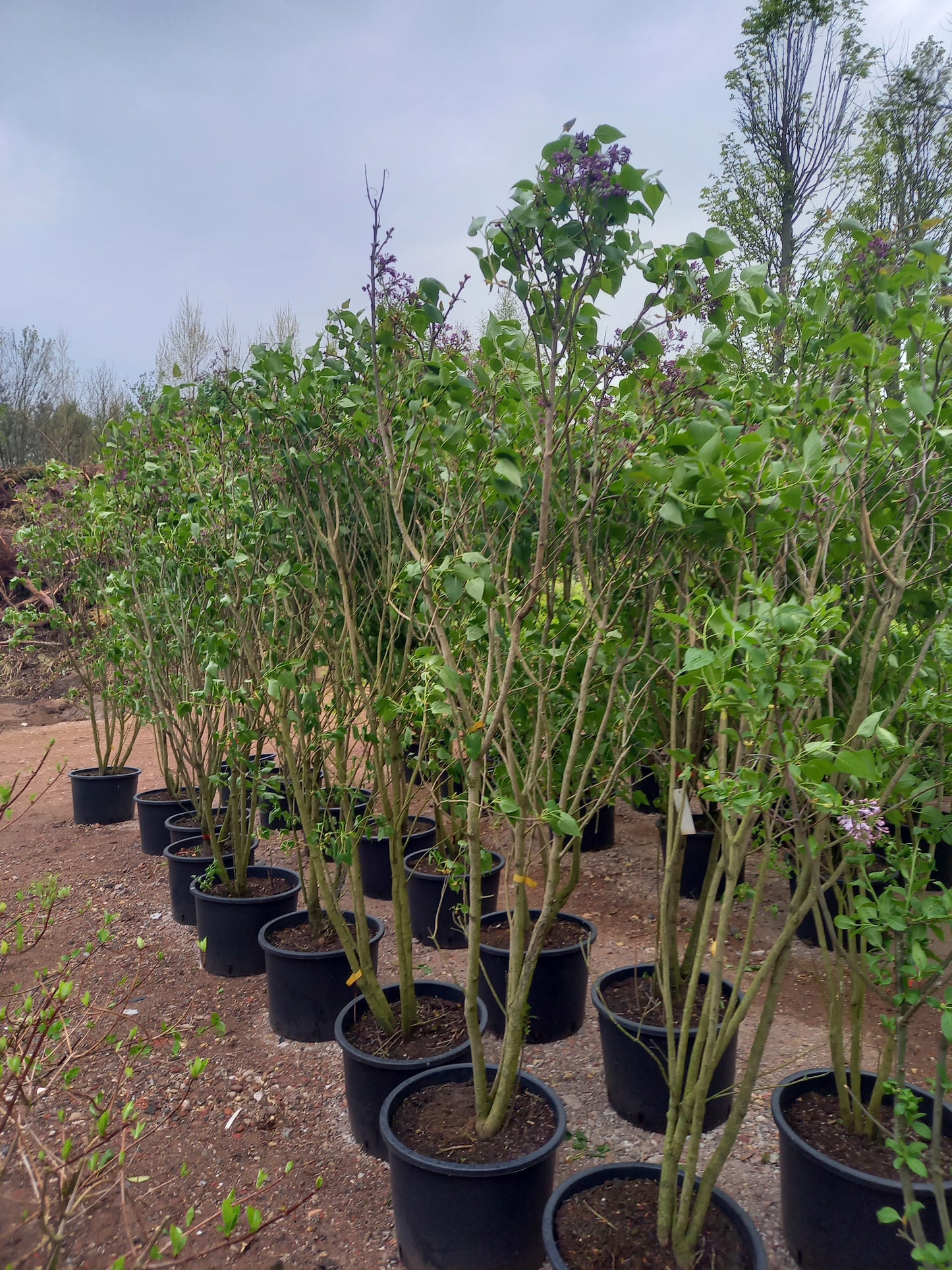 Sering Syringa vulgaris