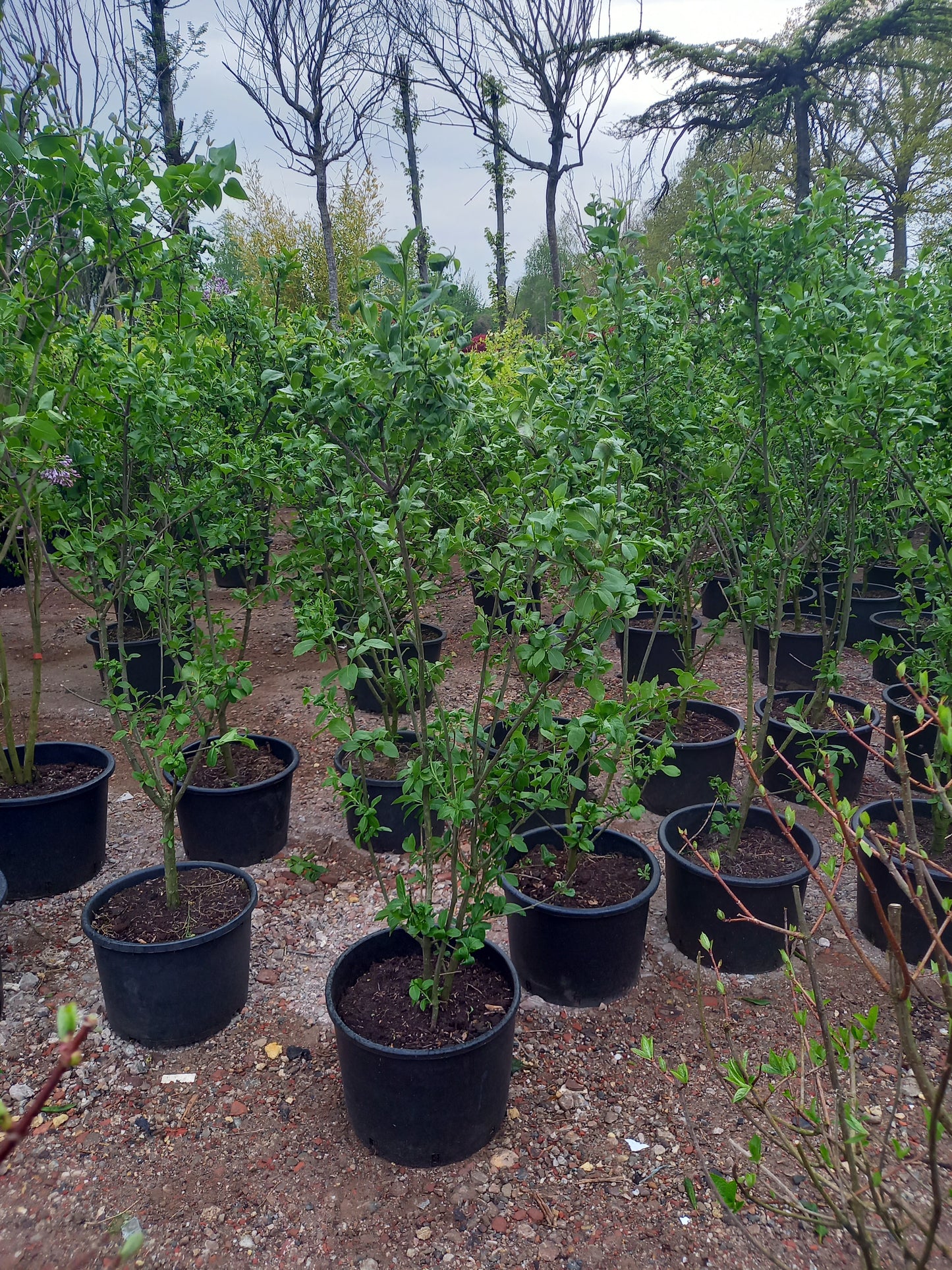 Euonymus europaeus kardinaaalsmuts