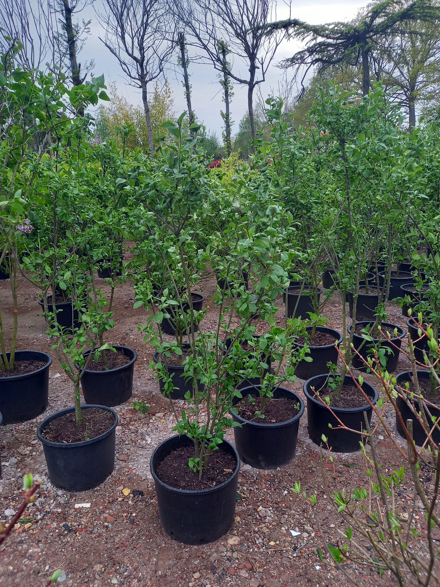 Euonymus europaeus kardinaaalsmuts