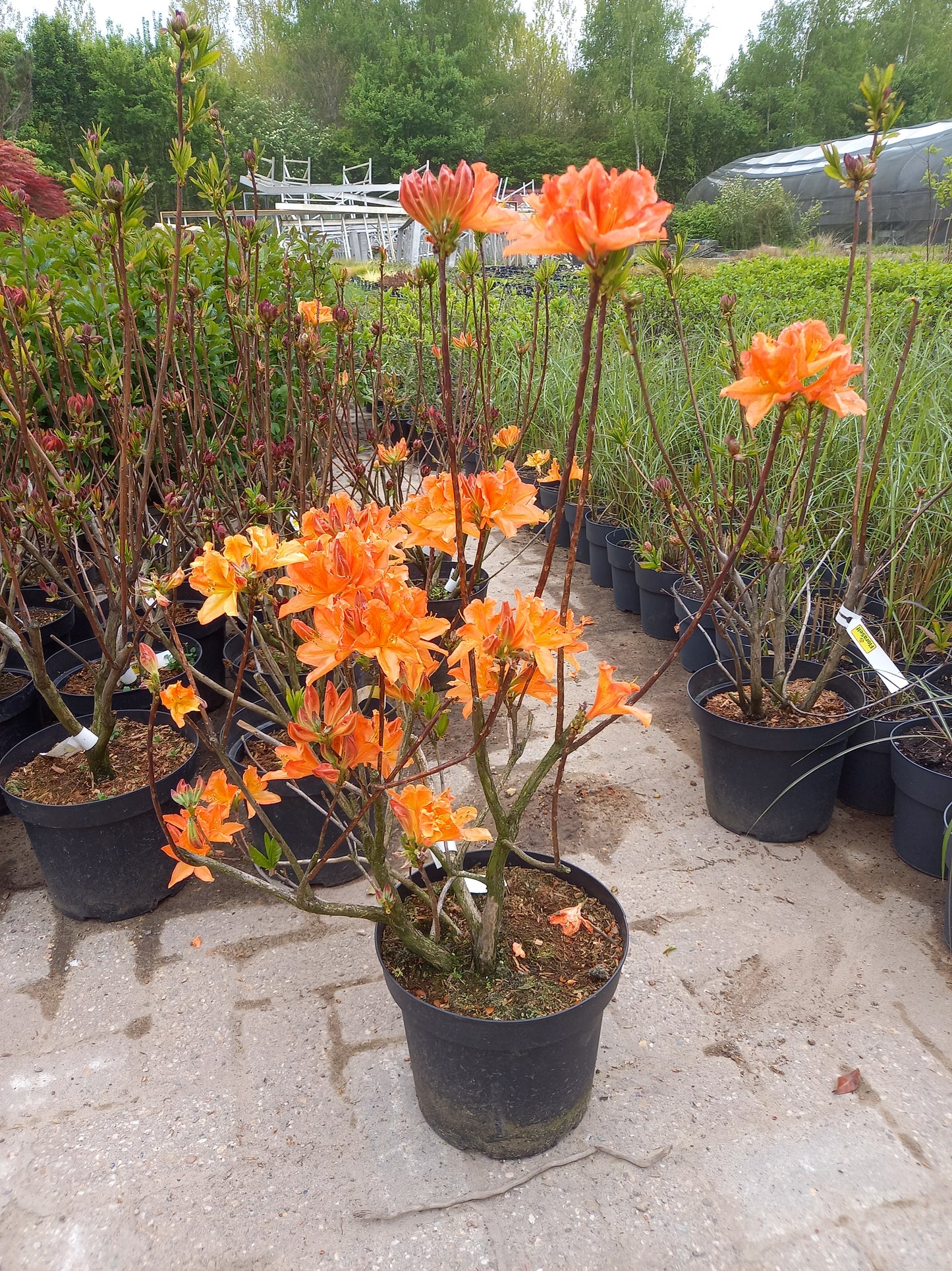 Rhododendron lut. I.s. Azalea