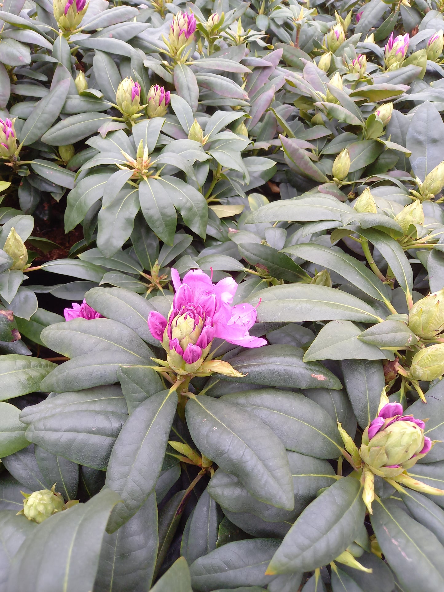 Rhododendron Hybr. Roseum Elegance