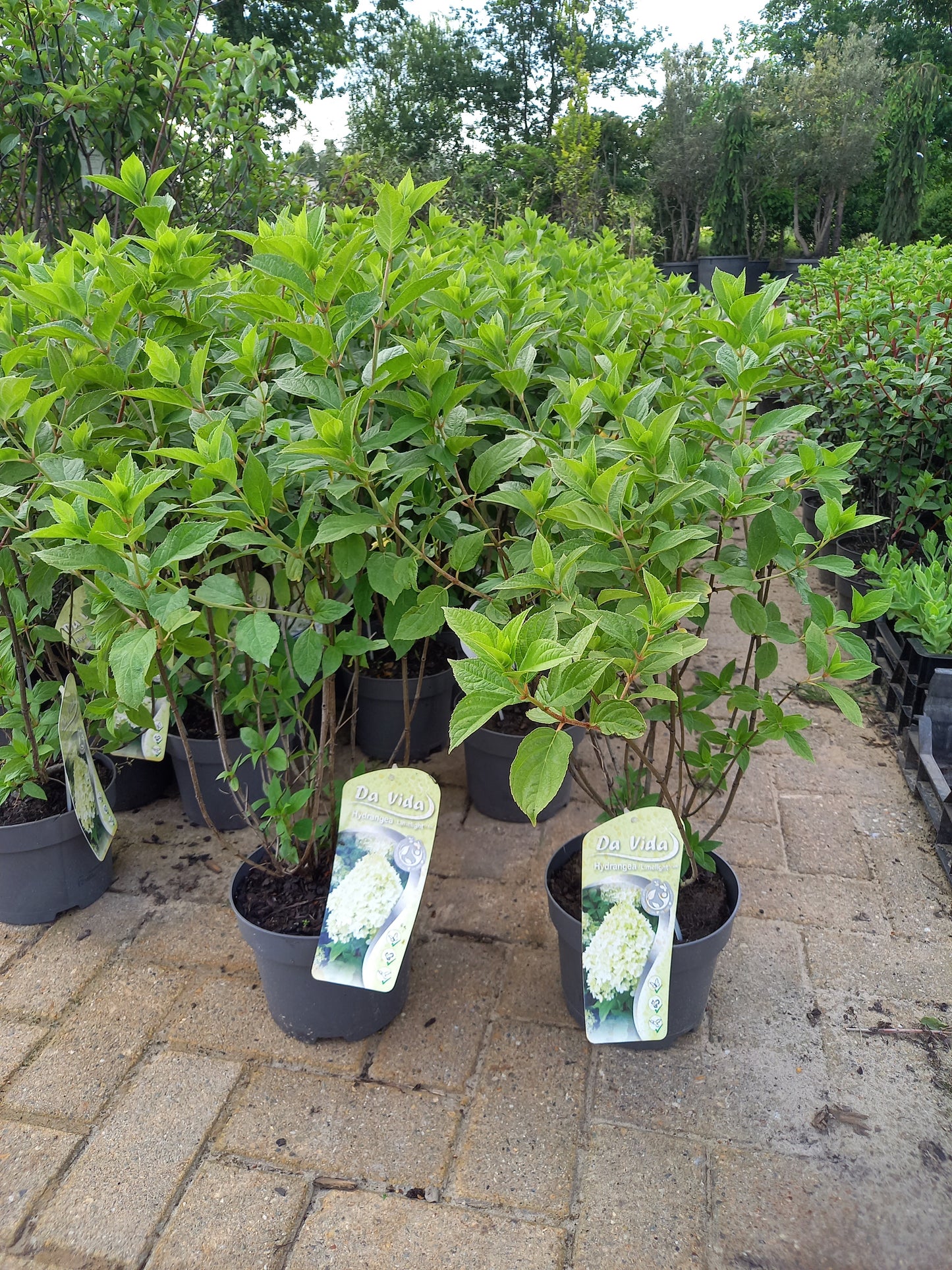 Hydrangea paniculata Lime light hortensia